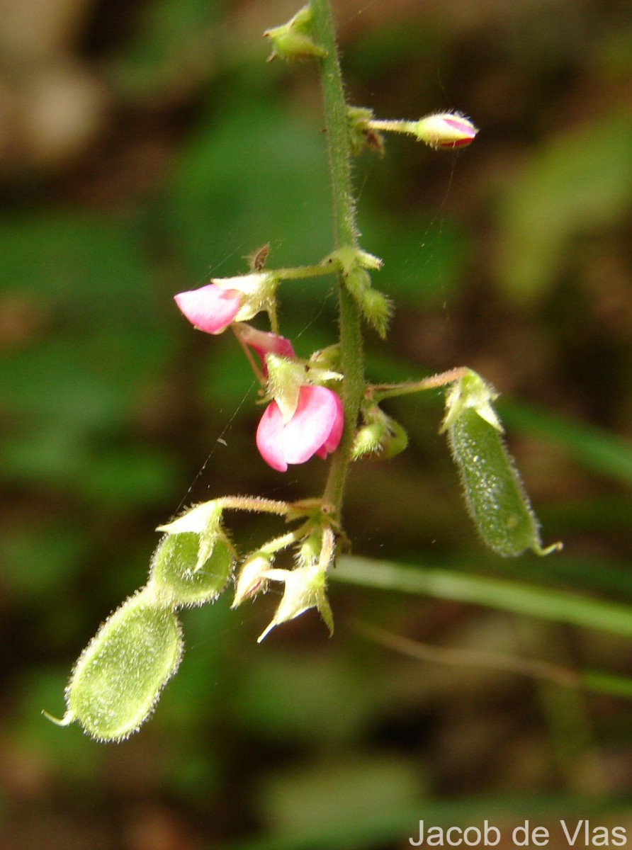 Pseudarthria viscida (L.) Wight & Arn.